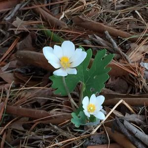 Meet your Posher, Myrtle